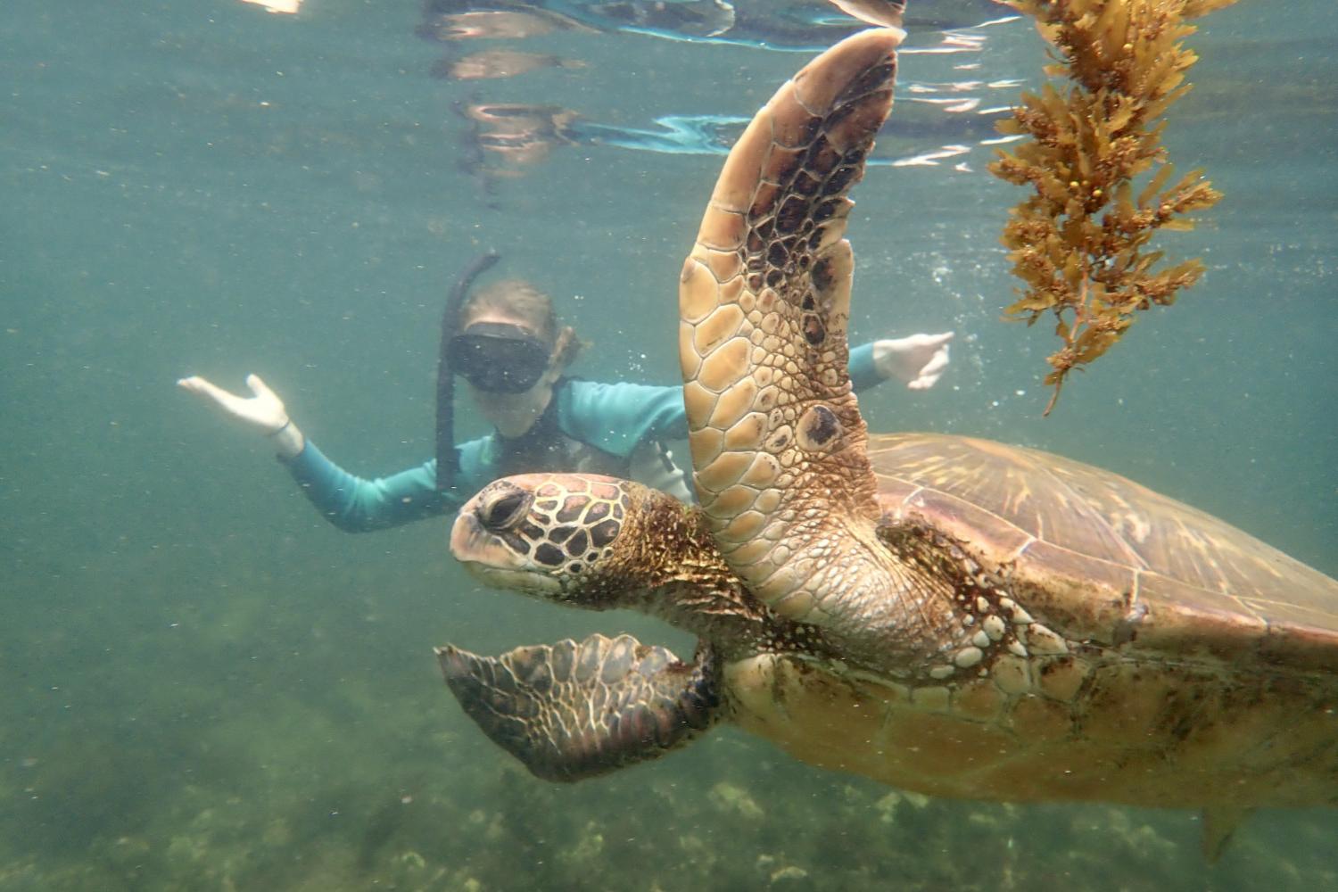 一名<a href='http://ga4a.ngskmc-eis.net'>bv伟德ios下载</a>学生在Galápagos群岛游学途中与一只巨龟游泳.